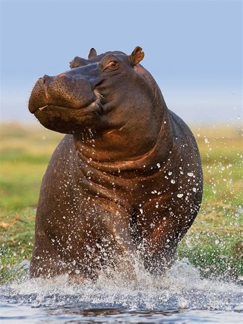 The Predator (Prey) Vs A Hippo | SpaceBattles