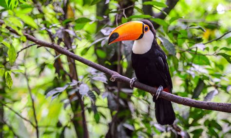 Amazon rainforest: 8 of the most incredible animals | Wanderlust