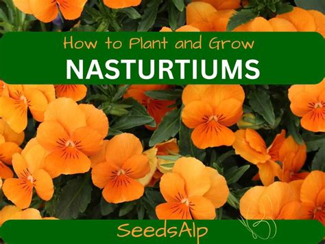 Growing Nasturtium From Seed