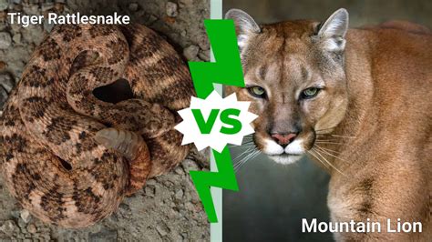 The World's Most Venomous Rattlesnake vs. Mountain Lion: Who Wins a ...