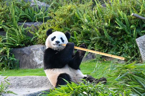 Adventure World 的图像结果