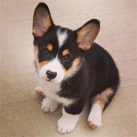 tri color pembroke welsh corgi for sale - Halina Kong