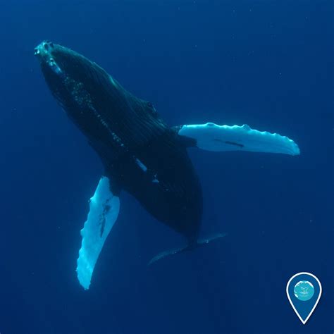 NOAA's Office of National Marine Sanctuaries — The humpback whale’s genus is Megaptera, which...
