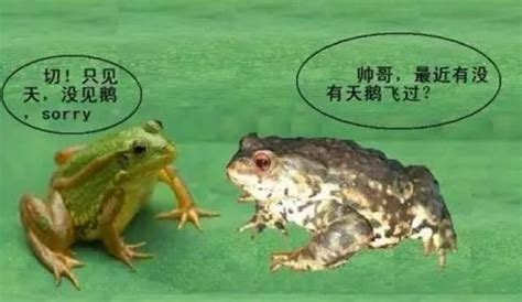如何区分青蛙、癞蛤蟆、蟾蜍 | 灵猫网