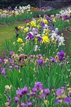 Image result for Iris Form Classification Example