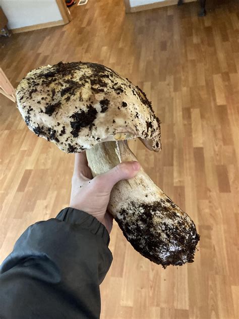 I found a 2.2 pound King Bolete today : r/mycology