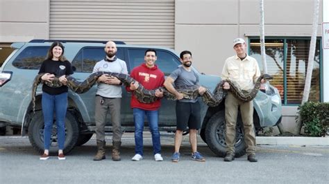 Image result for Everglades Python Hunting