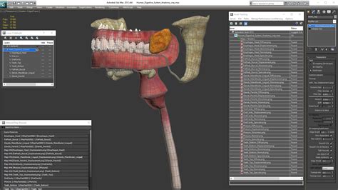 Image result for Digestive System 3D Model Tutorial