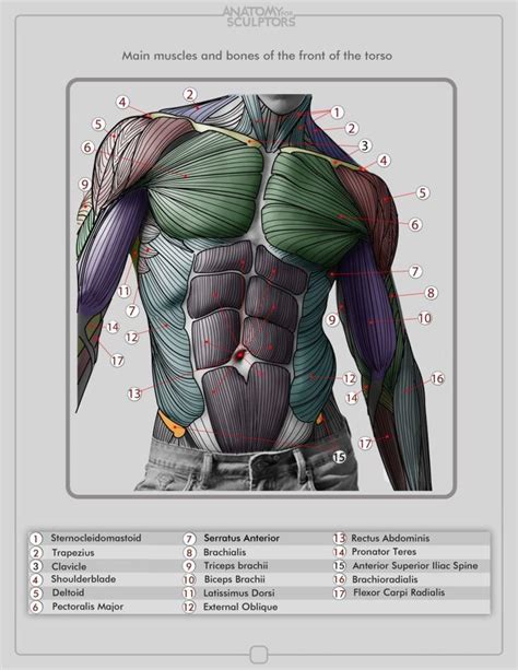 Image result for Muscle Model Chest Anatomy