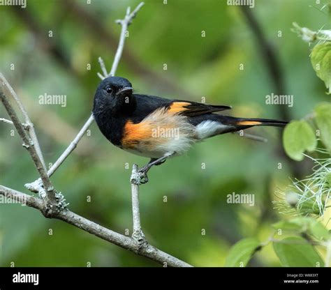 Orange And Black Bird 16 Black Birds In South Carolina | Birdserenity