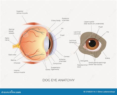 Dog Eye Anatomy Diagram How To Draw Dog Eyes That Look Amazingly