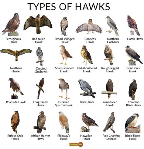 10 Species Of Hawks In South Dakota – NQETJ