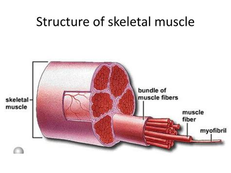 Image result for Skeletal Muscle Functional Unit