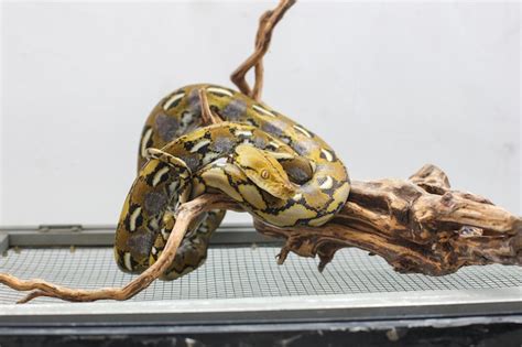 Image result for National Geographic Python