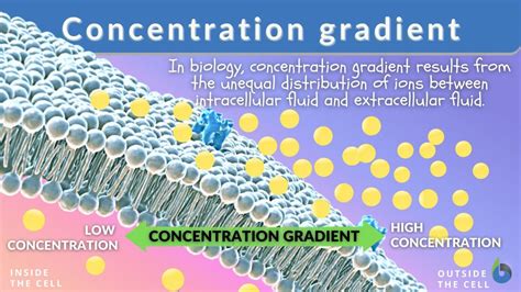 Image result for Concentration Gradient Illustration