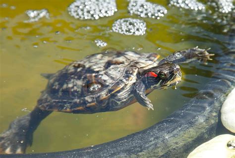 How To Care For A Baby Red Slider Turtle at Rodger Morales blog