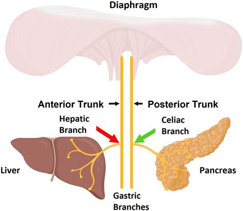 Frontiers | Use of a bio-electronic device comprising of targeted dual neuromodulation of the ...