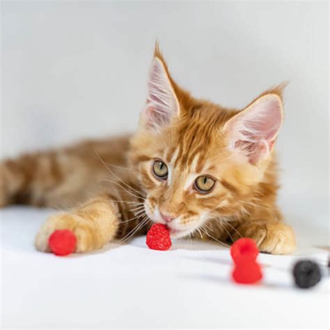Can Cats Eat Raspberries? Safe or Not? Everything You Need To Know!