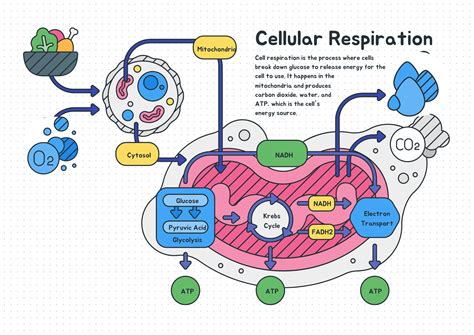 AP Biology Cellular Respiration Barf Lab and Directed Readings | Made ...