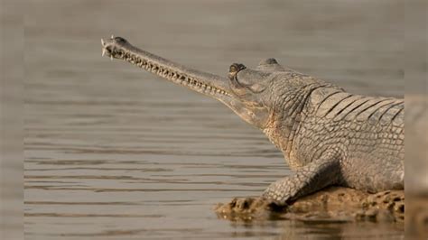 Rajasthan News: अब सरकार ने भी स्वीकारा, चंबल में गिर रहा गंदा पानी ...