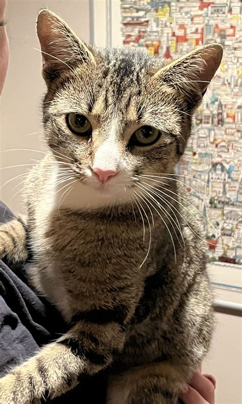 Cats for Adoption in New Hyde Park, New York | Alpha Paw