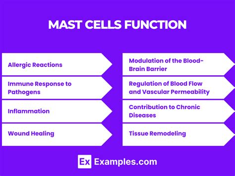 Image result for Mast Cells Explained
