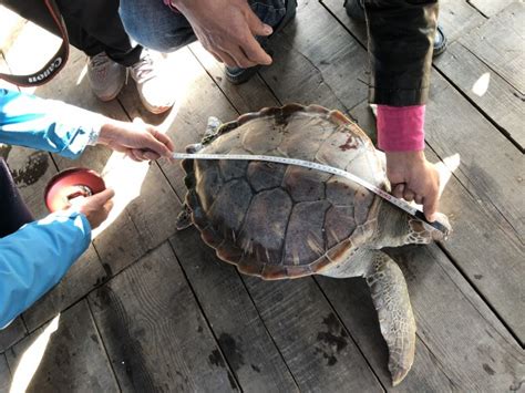 渔民捕获海龟后放生：有60年没在象山港内看到了-浙江在线