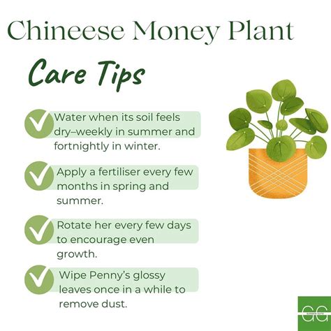 Chinese Money Plant Care Guide