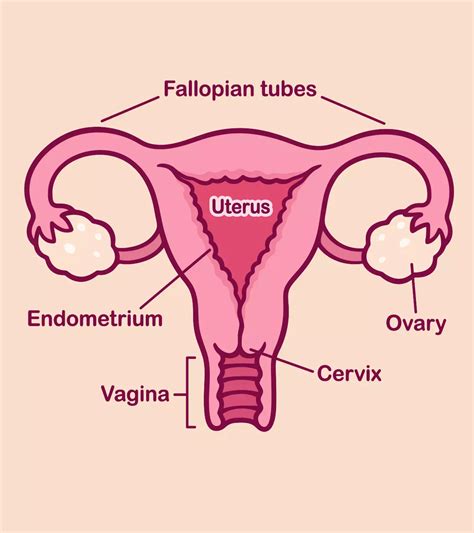 Cervix Ovulation