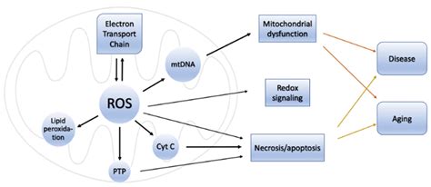 Oxidative Stress and Antioxidants in Neurodegenerative Disorders