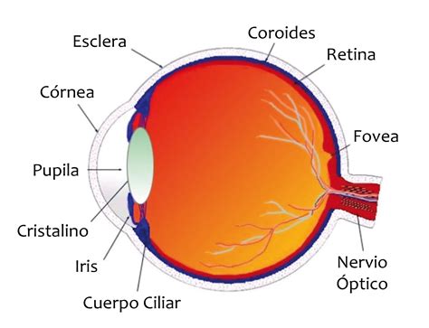 Partes Del Ojo