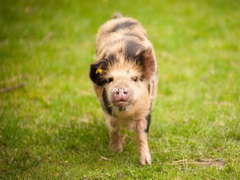 属猪的今年多大了2023，猪生肖年龄查询表对照 - 柚喜问答