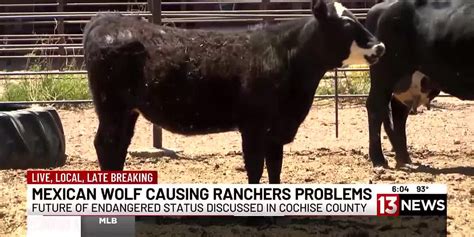 Ranchers request relief from Mexican wolves in Cochise County