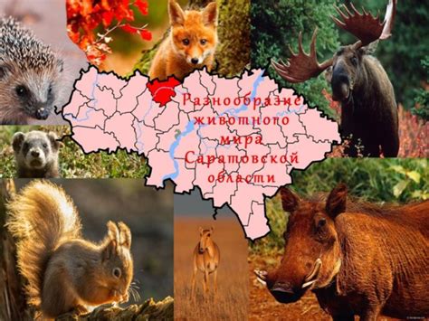 Животный мир Саратовской области презентация, доклад