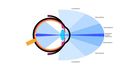 Image result for Peripheral Vision