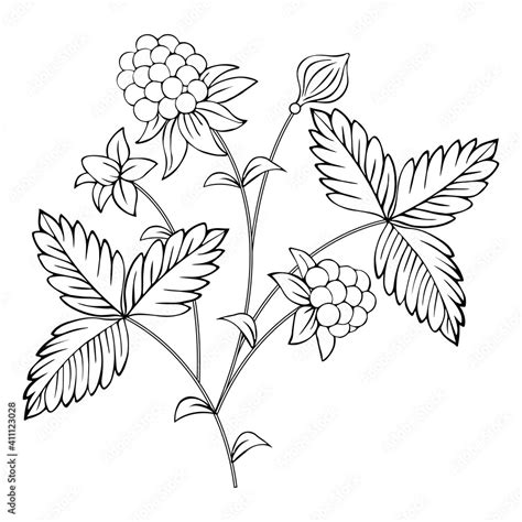 Image result for Raspberry Branch Line Drawing