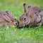 Image result for Bunnies Baby Crazy