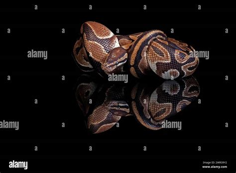 Image result for King Python