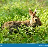 Image result for Bunny with Green Hair