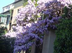 glicine fiore tutti pazzi per le piante glicine in fiore glicine fiore tutti pazzi per le piante glicine in fiore