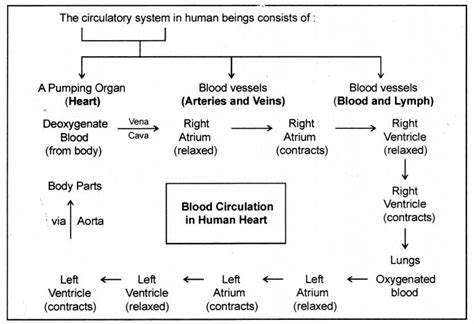 Image result for Class 10 Science Bio Chapter 1