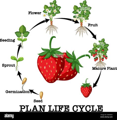 Life cycle of strawberry diagram illustration Stock Vector Image & Art ...