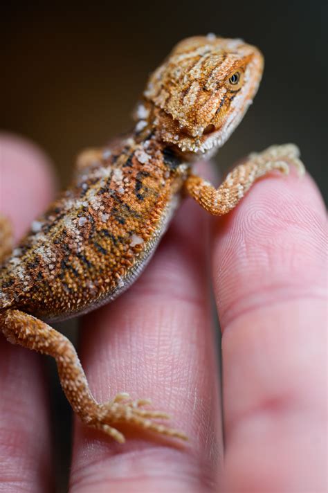 Black Baby Bearded Dragon