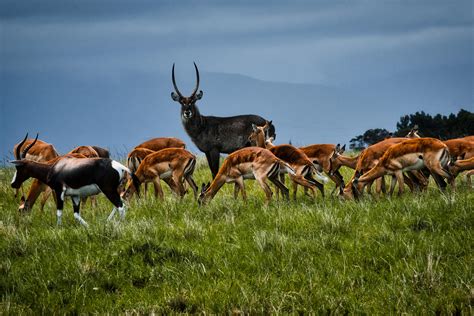 African Antelopes
