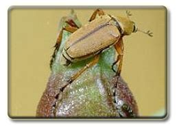 Horticulture :: Flower Crops :: Commercial rose