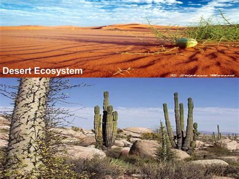 Ecosystem Example 的图像结果