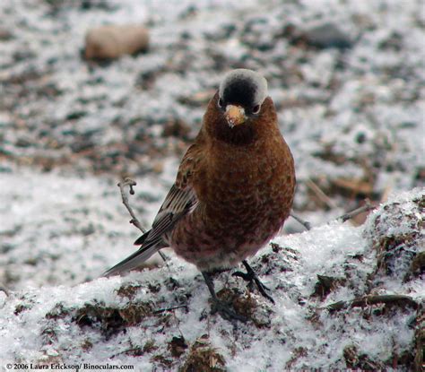 Laura's Gray-crowned Rosy-Finch photos