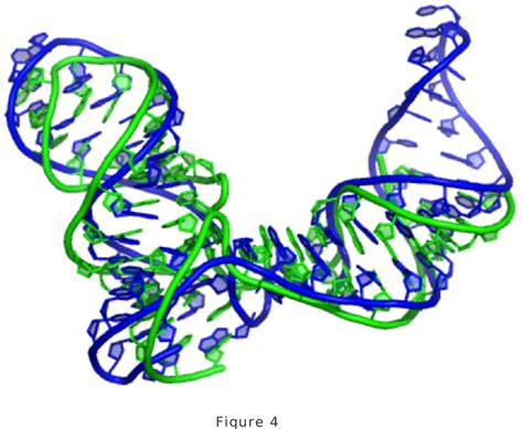 Image result for RNA Structure and Function