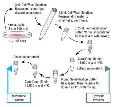 Image result for Protein Extraction Process