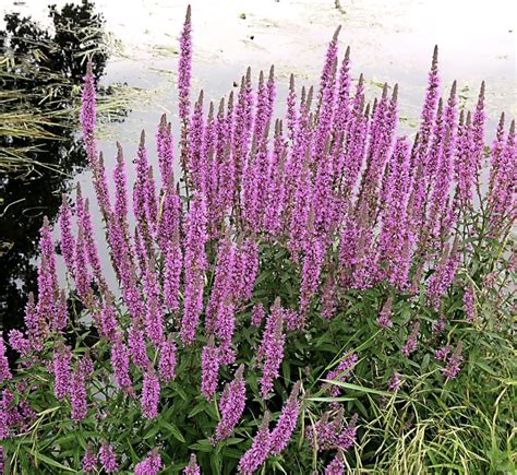 The Best Tall Perennial Flowers For Your Home Garden